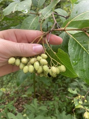 Viburnum