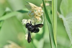 Megachile xylocopoides