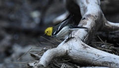 Setophaga occidentalis