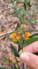 Podolobium ilicifolium