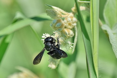 Megachile xylocopoides
