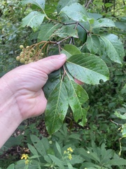 Viburnum