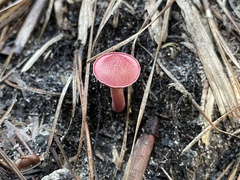 Chalciporus rubinellus