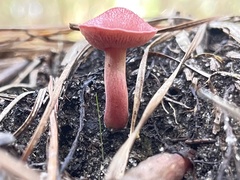 Chalciporus rubinellus