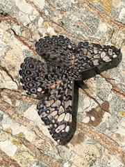 Hamadryas feronia farinulenta