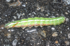 Lapara coniferarum