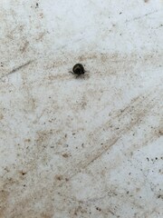 Coptosoma scutellatum