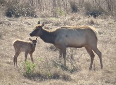 Cervus canadensis nannodes