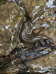 Desmognathus