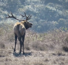 Cervus canadensis nannodes