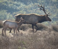 Cervus canadensis nannodes