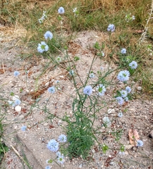 Gilia capitata
