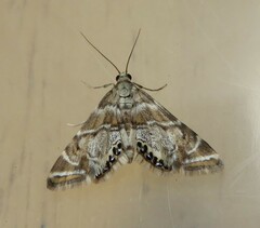 Petrophila confusalis