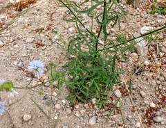 Gilia capitata
