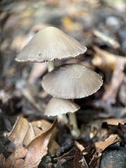 Bolbitius