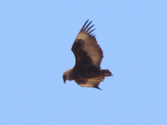 Terathopius ecaudatus