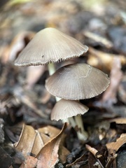 Bolbitius