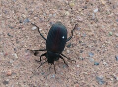 Eleodes suturalis