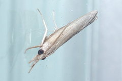 Fissicrambus mutabilis