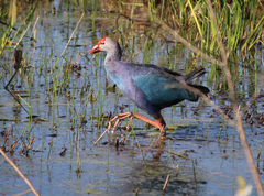 Porphyrio poliocephalus