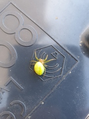 Araniella cucurbitina