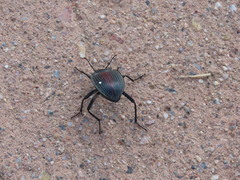 Eleodes suturalis