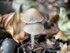 Bolbitius