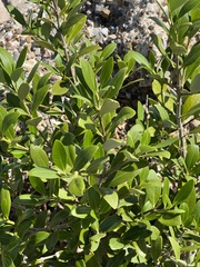 Avicennia germinans