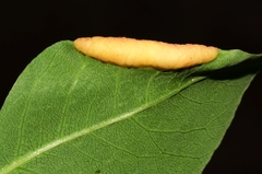 Forda marginata