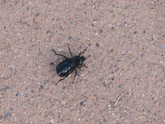 Eleodes suturalis
