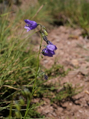 Campanula scheuchzeri