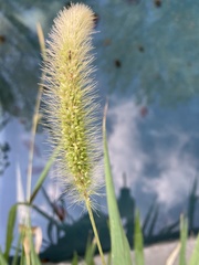 Setaria viridis