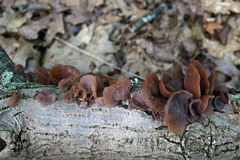 Auricularia