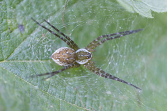 Thaumasia