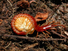 Scolopocryptops