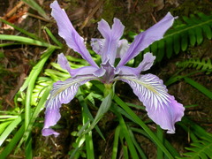 Iris tenax