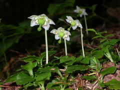 Moneses uniflora
