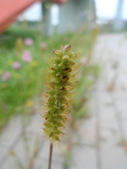 Setaria