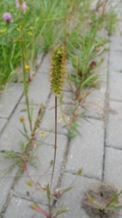Setaria