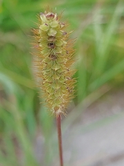Setaria
