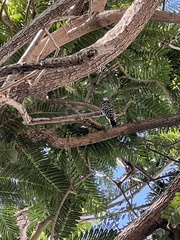 Dryobates nuttallii