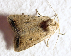 Caradrina montana