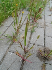 Setaria