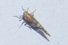 Liburniella ornata