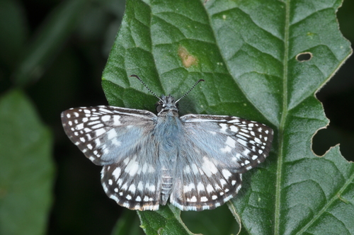 Photo of Orcus Checkered-Skipper (Burnsius orcus)
