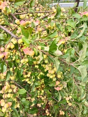 Malus prunifolia