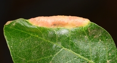 Forda marginata