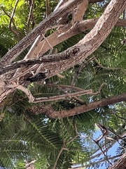 Dryobates nuttallii