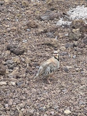 Alectoris chukar