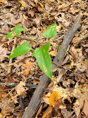 Smilax bona-nox